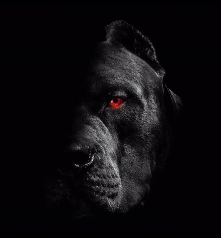 USG gallery Cane Corso