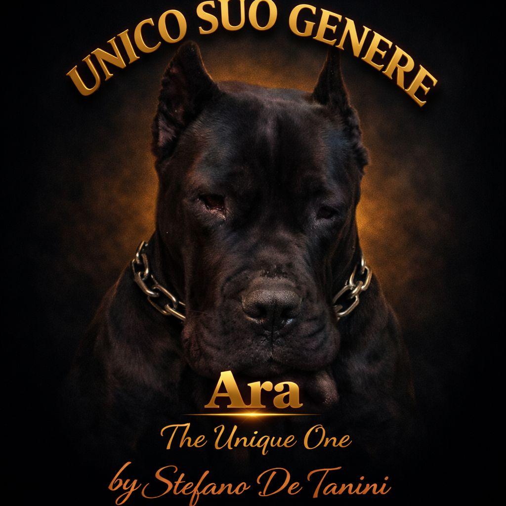 Portrait of Ara from the personal USG Cane Corso archive.