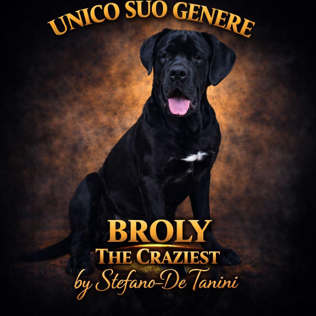 Portrait of Broly from the personal USG Cane Corso archive.