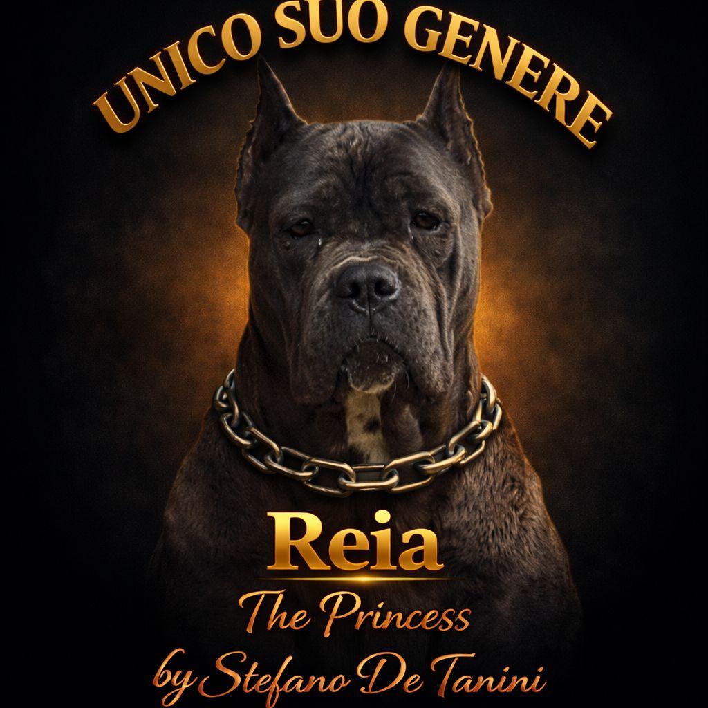 Portrait of Reia from the personal USG Cane Corso archive.