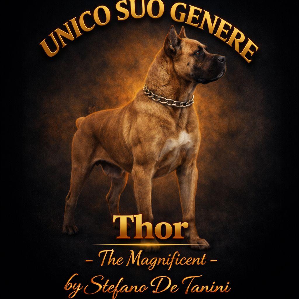 Standing portrait of Thor from the personal USG Cane Corso archive.