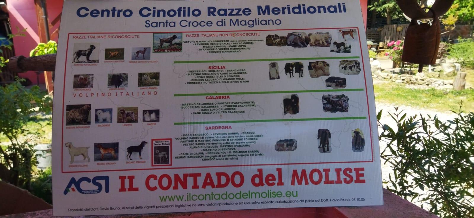 Il Contado del Molise poster showing recognized and not-yet-recognized southern Italian dog types.