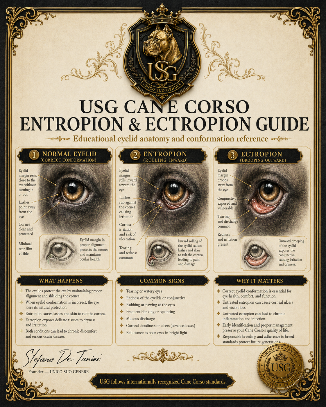 Eyelid Conditions Guide
