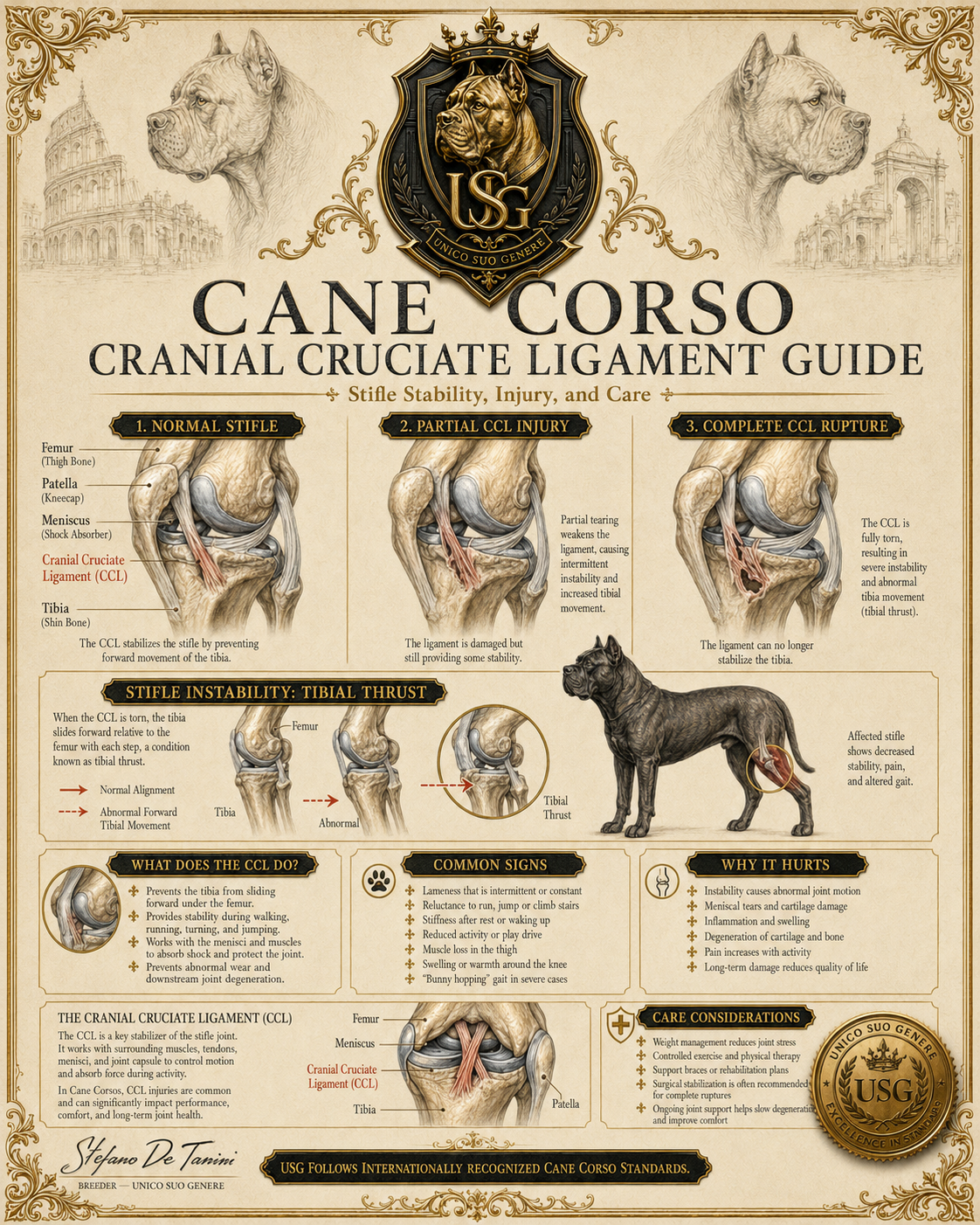 Cranial Cruciate Ligament Visual Variant