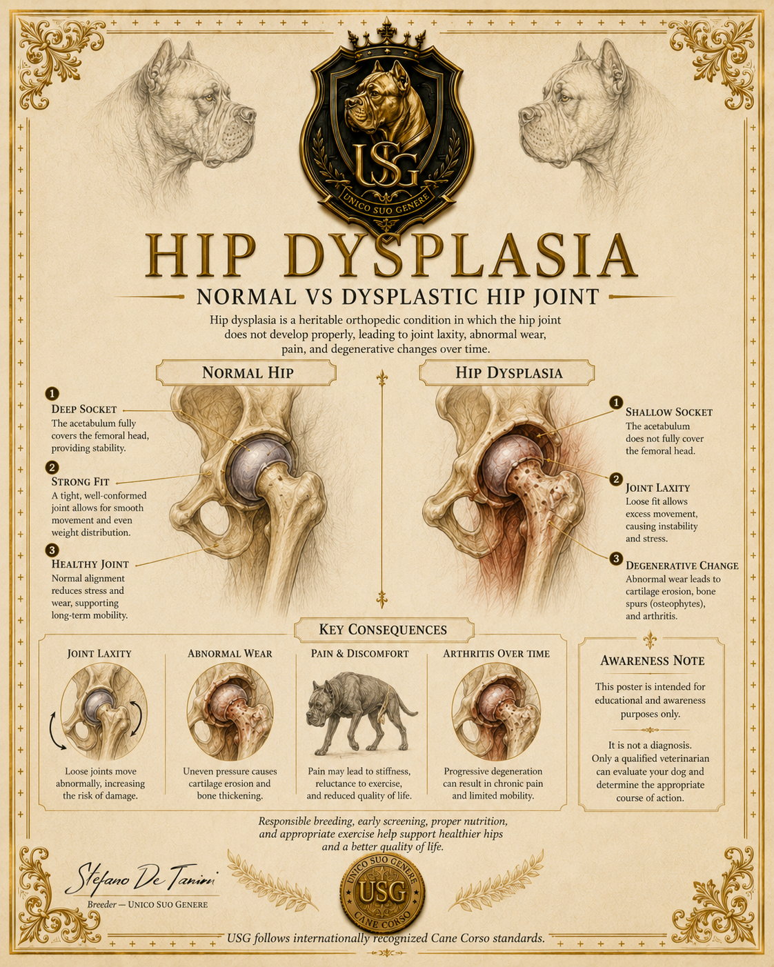 Hip Dysplasia Visual Variant