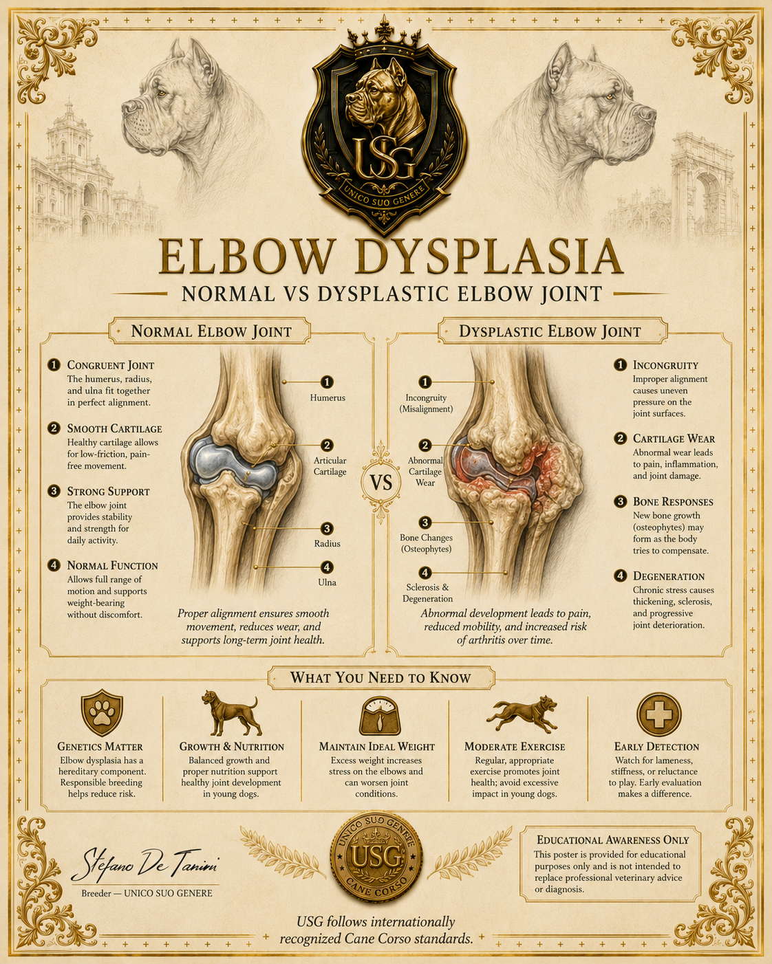 Elbow Dysplasia Visual Variant