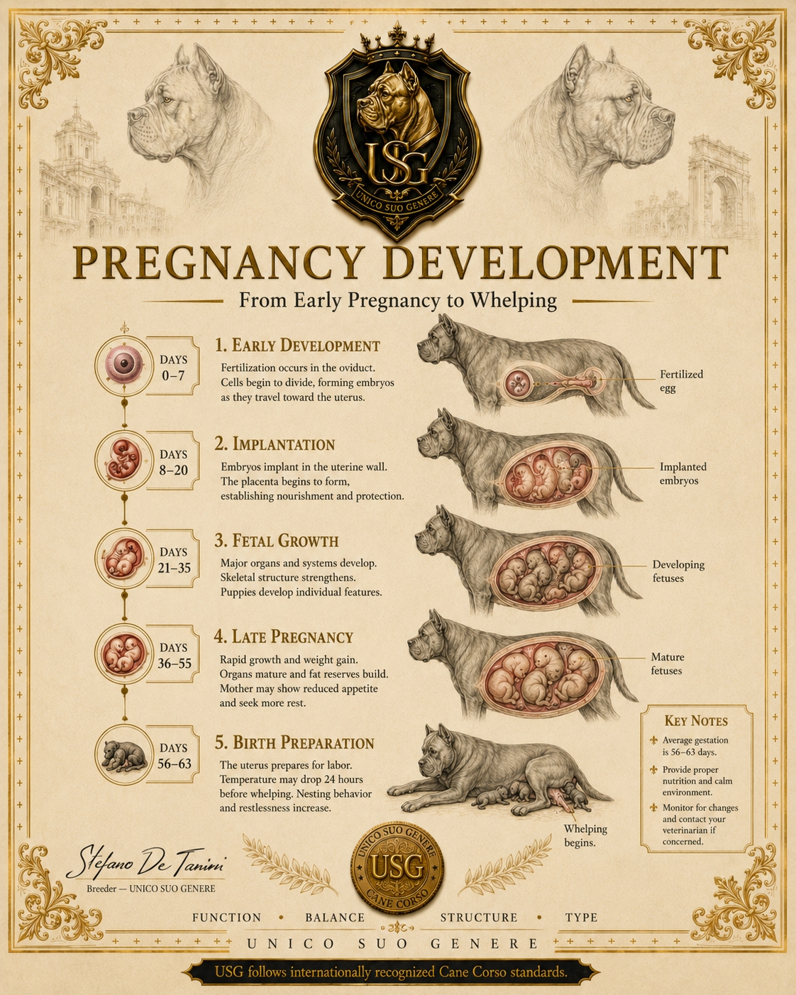 Pregnancy Development Visual Variant