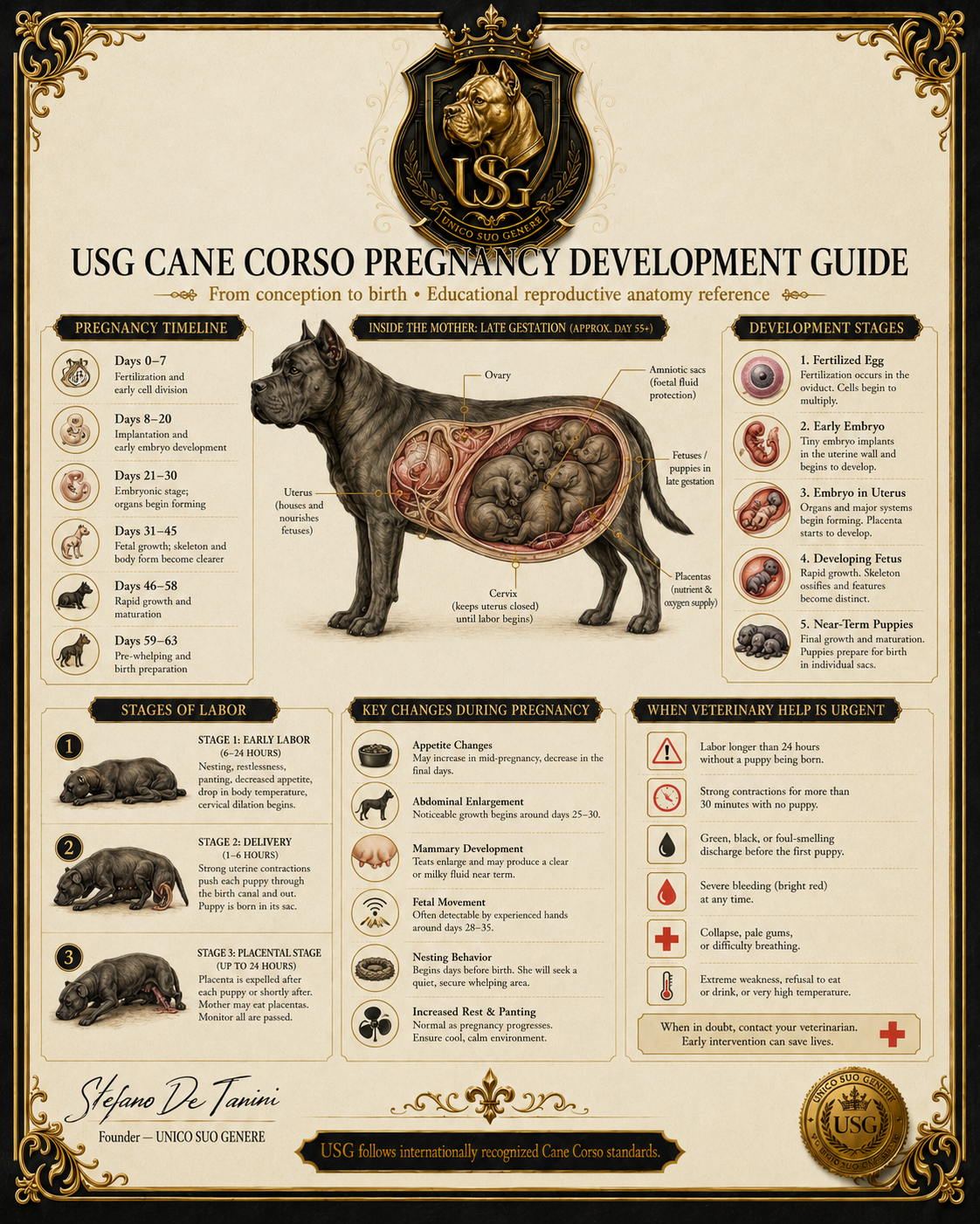 Pregnancy Development Guide